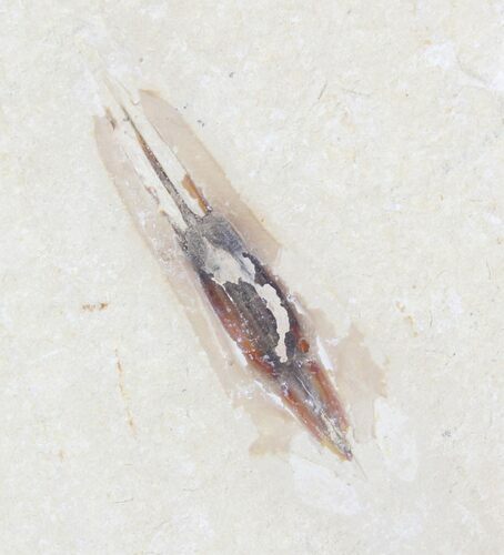 Rare Fossilized Squid With Preserved Ink Sack - Lebanon #24054